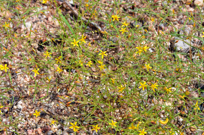 Five-bract Cinchweed gets up to about 8 inches (20 cm) or less. Plants bloom from June or July to October or November. Pectis filipes